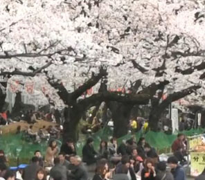 視頻：東京迎來(lái)賞櫻花高潮