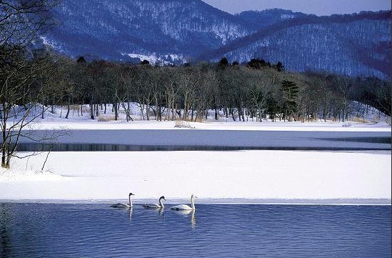 冬日北海道 雪原仙境